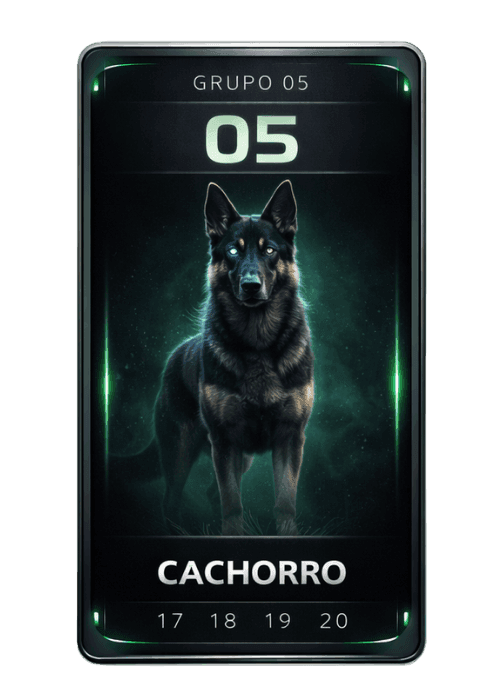 Cachorro
